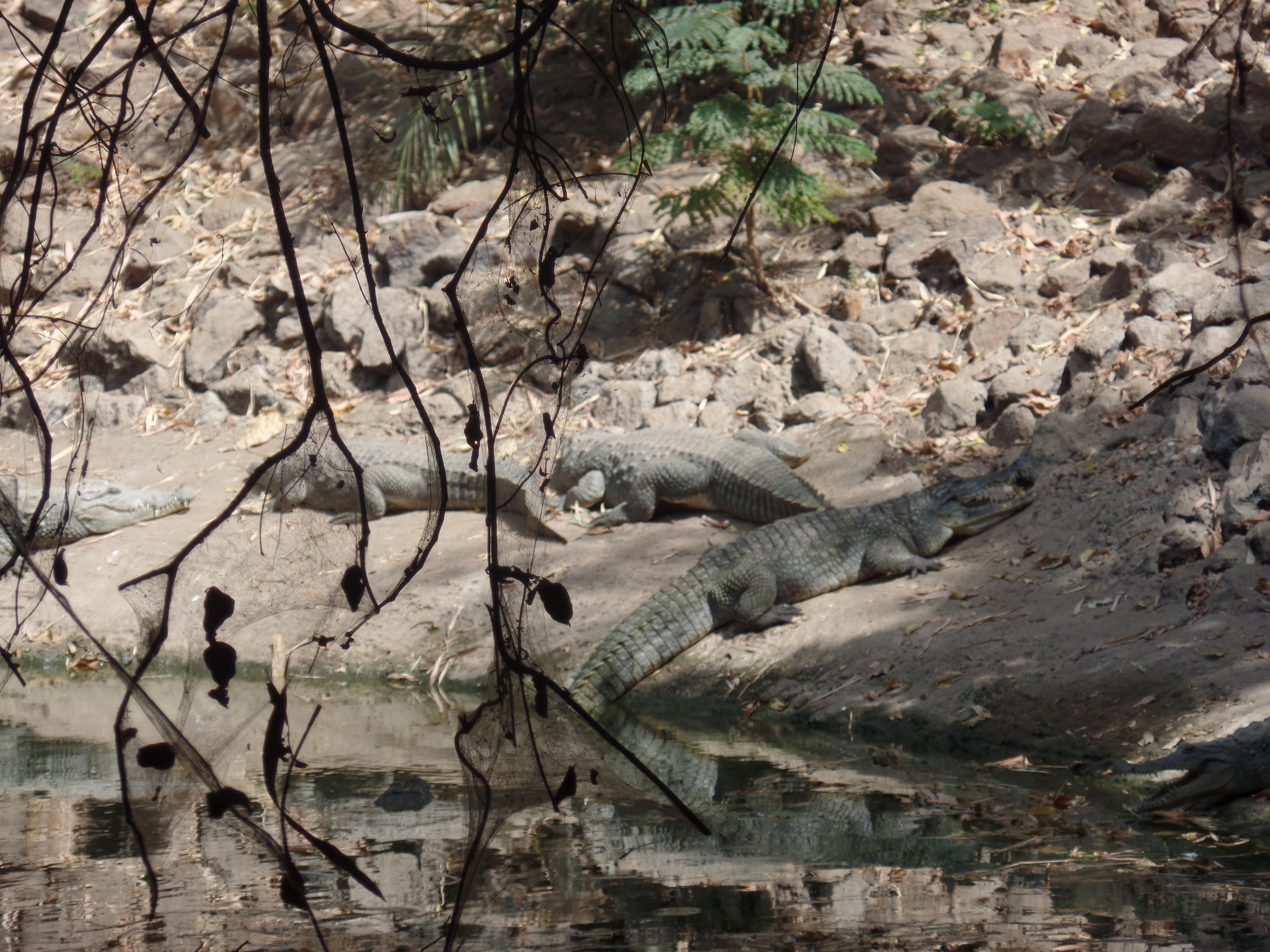 W miejscowości Bakau znajduje się park w nim jeziorko zamieszkałe przez liczne krokodyle
